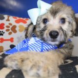 Dug Bichapoo 03