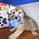 Dug Bichapoo 04