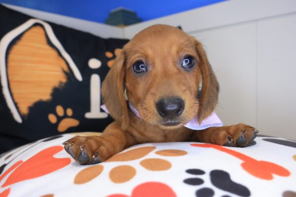 Dusty Dachshund 01