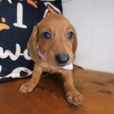 Dusty Dachshund 02