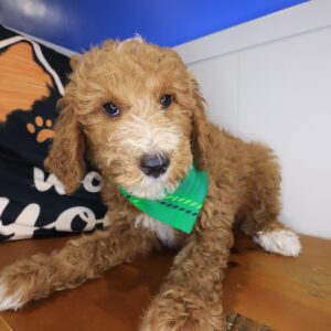 Edison Goldendoodle 01 Edison Goldendoodle 01