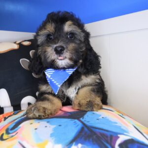 Eros Cavapoo 01 Eros Cavapoo 01