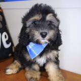 Eros Cavapoo 04