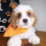 Falcon Cavapoo 01