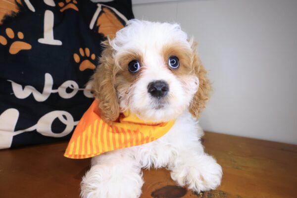 Falcon Cavapoo 01