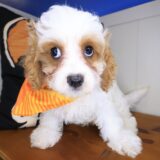 Falcon Cavapoo 02