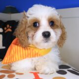 Falcon Cavapoo 04