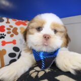 Fargo Shih Tzu 01