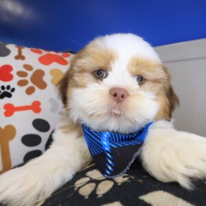 Fargo Shih Tzu 01 Fargo Shih Tzu 01