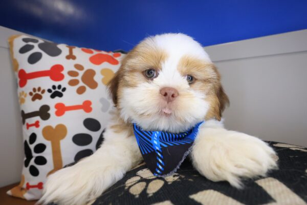 Fargo Shih Tzu 01