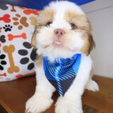 Fargo Shih Tzu 02