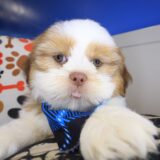 Fargo Shih Tzu 04