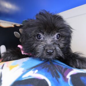 Fleecy Shihpoo 01