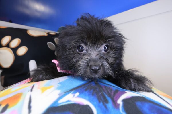 Fleecy Shihpoo 01