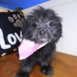 Fleecy Shihpoo 02