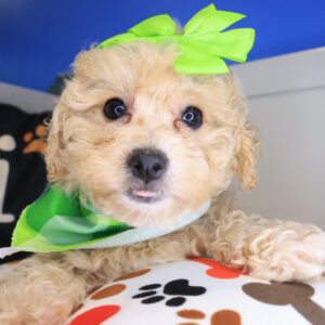 Fleet Poodle 01
