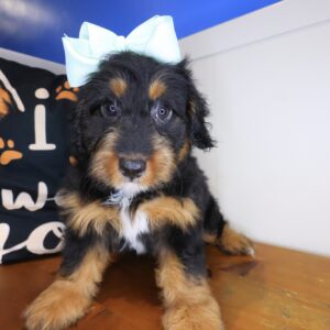 Frankie Bernedoodle 01 Frankie Bernedoodle 01