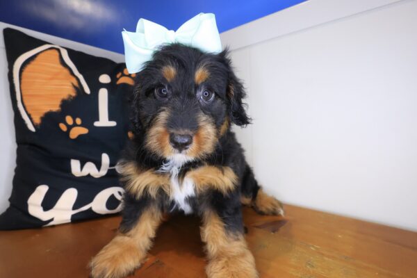 Frankie Bernedoodle 01