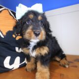 Frankie Bernedoodle 03