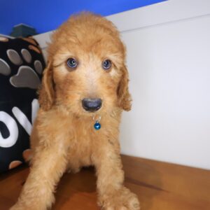 Frankie Standard Goldendoodle 01 Frankie Standard Goldendoodle 01