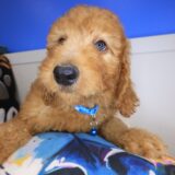 Frankie Standard Goldendoodle 02