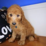 Frankie Standard Goldendoodle 03