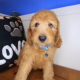 Frankie Standard Goldendoodle 04