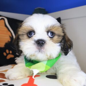 Fudge Shih Tzu 01 Fudge Shih Tzu 01
