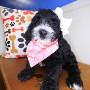 Gaia Bernedoodle 01 Gaia Bernedoodle 01