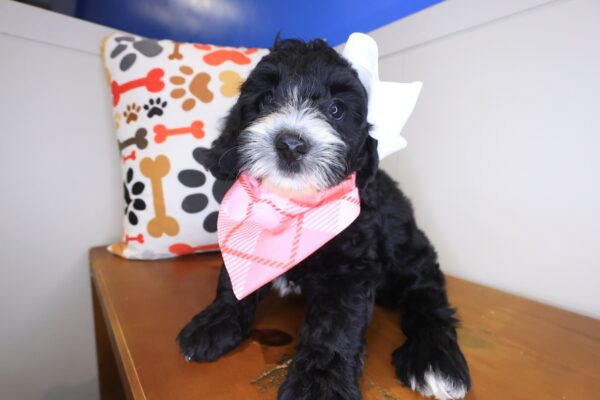 Gaia Bernedoodle 01