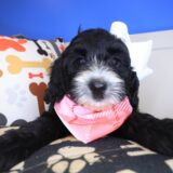 Gaia Bernedoodle 02