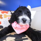 Gaia Bernedoodle 04