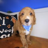 Galaxy Goldendoodle 01