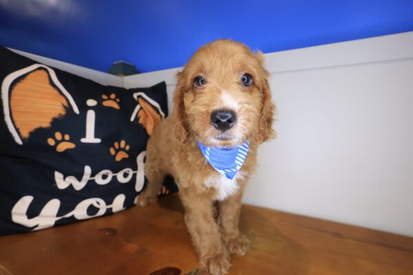 Galaxy Goldendoodle 01