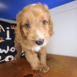 Galaxy Goldendoodle 02