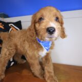 Galaxy Goldendoodle 03