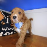 Galaxy Goldendoodle 04