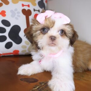 Giorgina Shih Tzu 01 Giorgina Shih Tzu 01