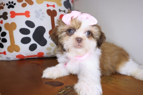 Giorgina Shih Tzu 01