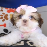Giorgina Shih Tzu 02