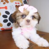 Giorgina Shih Tzu 03