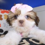 Giorgina Shih Tzu 04