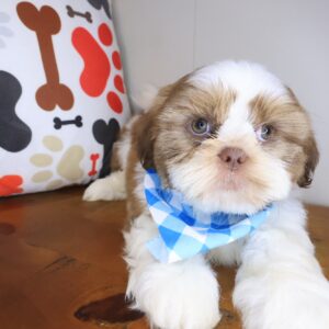 Goalie Shih Tzu 01 Goalie Shih Tzu 01