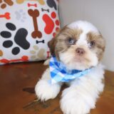Goalie Shih Tzu 03