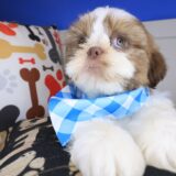 Goalie Shih Tzu 04