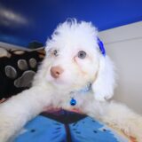Gordo Cockapoo 01
