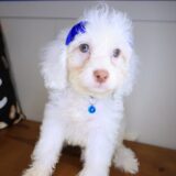 Gordo Cockapoo 02