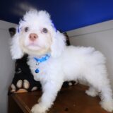 Gordo Cockapoo 04