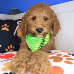 Gotham Goldendoodle 01 Gotham Goldendoodle 01