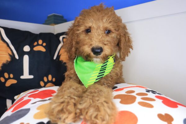 Gotham Goldendoodle 01